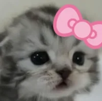 zhucha 