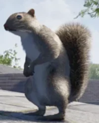 Squirrel simulator