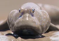 Mudskipper