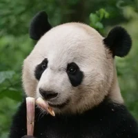 Panda Bei Bei