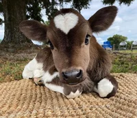 Cow