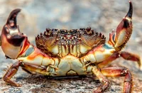 crab