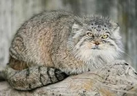 Pallas Cat