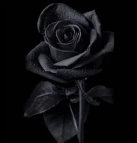 The Black Rose