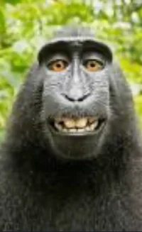 Monke