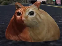 Pablo the Racing Cat
