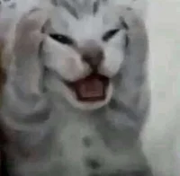 Insane cat