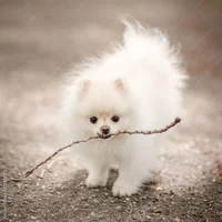 Pomeranian