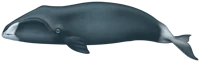 Bowhead Whale