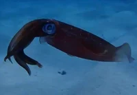 Mr squid
