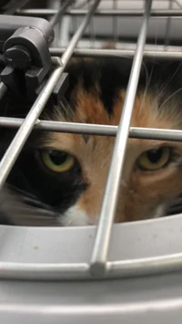 Extreme Disagreement