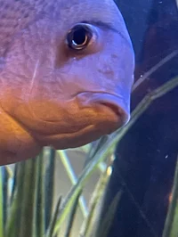 The meanest fish