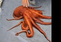 Mr octopus