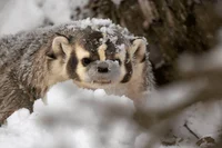 American Badger 