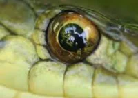 Snake eyes