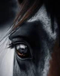 Horse eyes