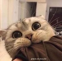 Kitty