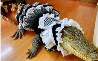 Alligator Maid waifu