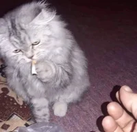 smoking cat