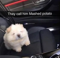 mashed potato