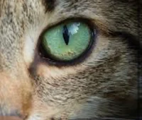 Cat eyes