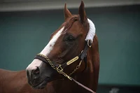 California Chrome 