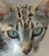 Lonely Cat