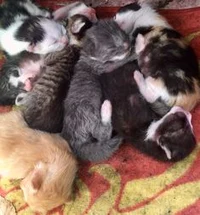 Litter of kitties