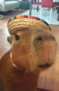 Capybara
