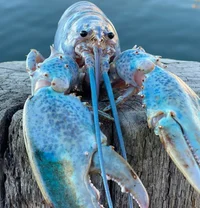 Blue lobster
