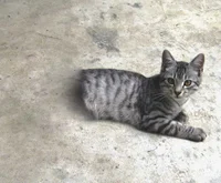 Josie the half cat