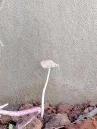 Cogumelos da minha h