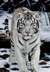 White Tiger
