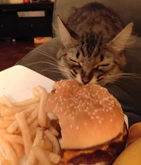 borger cat