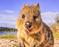 Quokka