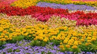 Field Of Flowers