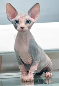 Sphynx Cat