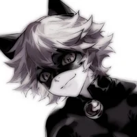 Cat noir
