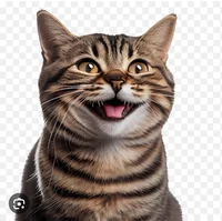 Happy cat 