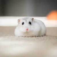 Hamster 