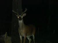 The deer