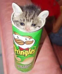 cat stuck in a chip