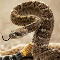 Rattlesnake