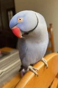 Hamlet the parrot 