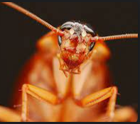 Cockroach