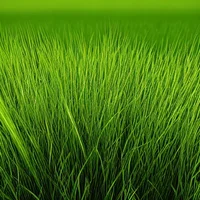 Grass