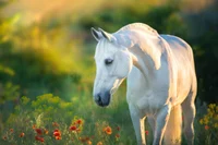 Female white horse