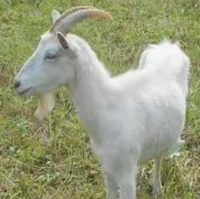 Female goat