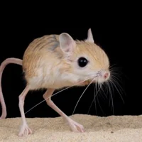 jerboa