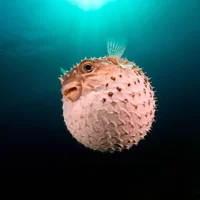 Pufferfish